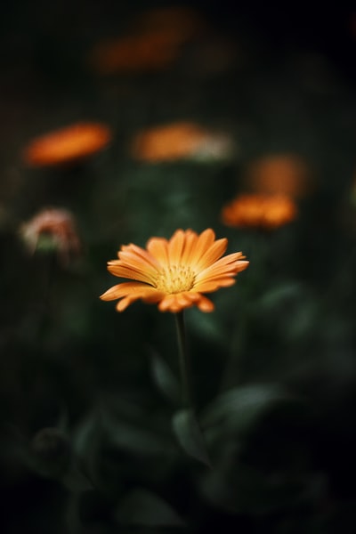 黄花在透镜倾斜转变
